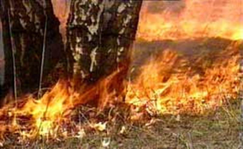 В Мурманской области в лесах зафиксирован 21 пожар на площади 200 га