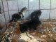 Котят подбрасывают в ветеринарную клинику. Фото калитва.ру