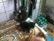 Котята в ветеринарной клинике. Фото калитва.ру