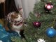 Кот на Новый год. Фото калитва.ру