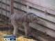 В Ростовском зоопарке неожиданное пополнение