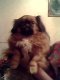 Собака пароды Пекинес. Фото калитва.ру