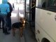 Собака заглядывает в автбус. Фото калитва.ру