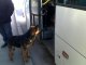 Собака ищет хозяина в автобусе. Фото калитва.ру