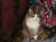 Новогодний кот в год кота. Фото калитва.ру