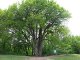 Пять деревьев-долгожителей из Таганрога могут признать памятниками живой природы