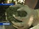 В Ростовской области в землянке нашли почти 130 килограммов марихуаны