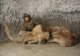 В Якутии найден уникально сохранившийся мамонтенок, его туша была аккуратно препарирована