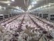 Продукцию аксайской птицефабрики сняли с реализации, из-за нарушений