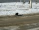 черный кот переходит дорогу