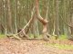 Загадочный танцующий лес