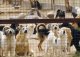 Из Батайска отправили в утиль 78 бродячих собак