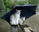 кошки под зонтиком