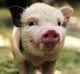 В Ростовской области обнаружили огромное кладбище свиней