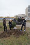 Сотрудники администрации сажали деревья в день народного единства