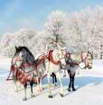 Новогодняя песня: Три белых коня