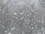 К концу недели в Ростовской области  возможно выпадет снег