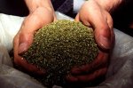 В Ростовской области будут судить полицейского попавшегося на продаже марихуаны