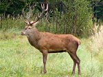 В Азове перед судом предстанет браконьер застреливший европейского оленя