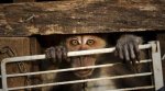В Таиланде арестовали ростовчан, за незаконную организацию бизнеса с использованием обезьян