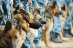 В майские праздники, ростовчан будут охранять 3 тысячи полицейских