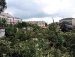 В Волгограде вырубили деревья на 34 миллиона рублей