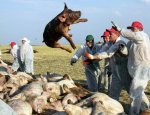 Беларусь обьявила о запрете на ввоз свинины из Ростовской области