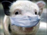 В Волгоградской области зафиксировали вспышку африканской чумы свиней