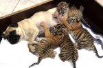 В Сочи мопсы стали приемными мамами тигрят