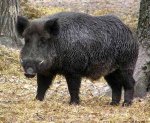 В Алексеевском районе Волгоградской области выявлен вирус африканской чумы свиней 