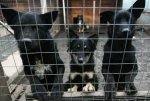 В Сочи откроется муниципальный приют для бездомных животных
