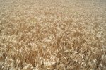 Порядок ведения сельхозработ и обработка полей в Белокалитвинском районе