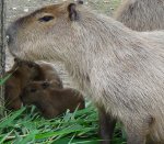 В краснодарском зоопарке впервые за всю его историю, родились детеныши капибаров