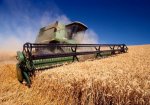 Фермеры Краснодара собрали более 50 тыс тонн зерна