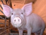 В Октябрьском районе уничтожили 414 свиней
