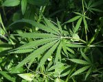 Краснодарские наркополицейские нашли в машине 60-летнего драгдиллера 3 кило марихуаны