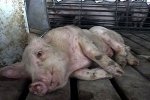 В Цимлянском районе Ростовской области объявлен режим ЧС из-за африканской чумы свиней