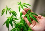 Полиция Краснодара задержала, мужчину выращивавшего марихуану в горшках