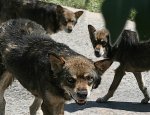В Городищенском районе Волгоградской области собаки загрызли пенсионерку