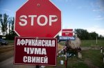 В Волгоградской области сняли карантин по африканской чуме свиней