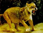 В Кущевском районе Кубани полицейские ловили сбежавшую львицу