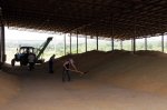 Сельскохозяйственные работы в Белокалитвинском районе: идет уборка озимых