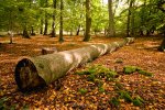 Белокалитвинской городской прокуратурой выявлены факты незаконной рубки леса