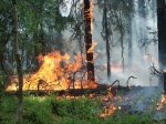 В Верхнедонском районе районе Ростовской области крупные лесные пожары