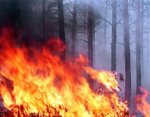 В Волгоградской области резко возросло число природных пожаров