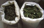 Сотрудники наркополиции Краснодарского края, изъяли у двух местных жителей 18 кг марихуаны