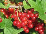 На территории Волгоградской области, откроют производственный ягодный питомник