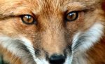 Жителям Волгоградской области угрожают бешеные лисицы