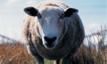 В Волгоградской области разыскивают 130 овец, заблудившихся в тумане
