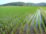 Кубани в 2015 году по силам собрать миллион тонн риса